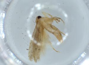  ( - BIOUG55758-G08)  @11 [ ] CreativeCommons - Attribution (2020) Centre for Biodiversity Genomics Centre for Biodiversity Genomics