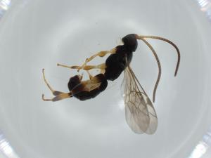  ( - BIOUG55771-F03)  @11 [ ] CreativeCommons - Attribution (2020) Centre for Biodiversity Genomics Centre for Biodiversity Genomics