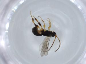  ( - BIOUG55784-D12)  @11 [ ] CreativeCommons - Attribution (2020) Centre for Biodiversity Genomics Centre for Biodiversity Genomics