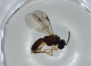  ( - BIOUG57651-G03)  @11 [ ] CreativeCommons - Attribution (2020) Centre for Biodiversity Genomics Centre for Biodiversity Genomics