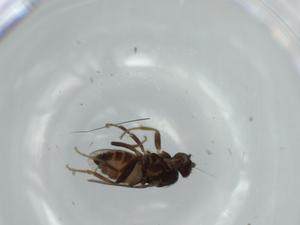  ( - BIOUG57658-A02)  @11 [ ] CreativeCommons - Attribution (2020) Centre for Biodiversity Genomics Centre for Biodiversity Genomics