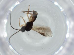  ( - BIOUG57664-E11)  @11 [ ] CreativeCommons - Attribution (2020) Centre for Biodiversity Genomics Centre for Biodiversity Genomics