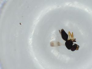  ( - BIOUG57664-F04)  @11 [ ] CreativeCommons - Attribution (2020) Centre for Biodiversity Genomics Centre for Biodiversity Genomics