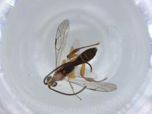  ( - BIOUG57665-D12)  @11 [ ] CreativeCommons - Attribution (2020) Centre for Biodiversity Genomics Centre for Biodiversity Genomics