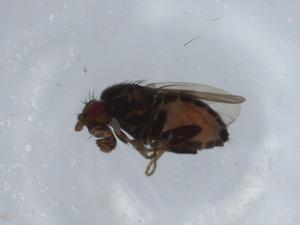  ( - BIOUG57680-A10)  @11 [ ] CreativeCommons - Attribution (2020) Centre for Biodiversity Genomics Centre for Biodiversity Genomics