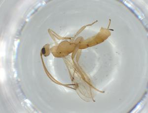  ( - BIOUG57690-B07)  @11 [ ] CreativeCommons - Attribution (2020) Centre for Biodiversity Genomics Centre for Biodiversity Genomics