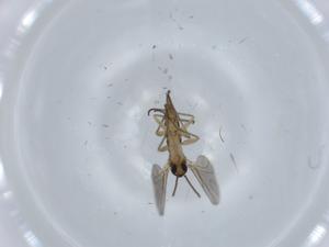  ( - BIOUG57718-D04)  @11 [ ] CreativeCommons - Attribution (2020) Centre for Biodiversity Genomics Centre for Biodiversity Genomics