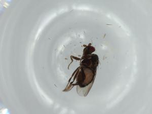  ( - BIOUG57740-A04)  @11 [ ] CreativeCommons - Attribution (2020) Centre for Biodiversity Genomics Centre for Biodiversity Genomics