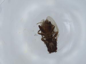  ( - BIOUG57786-H06)  @11 [ ] CreativeCommons - Attribution (2020) Centre for Biodiversity Genomics Centre for Biodiversity Genomics