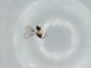  ( - BIOUG59007-F11)  @11 [ ] CreativeCommons - Attribution (2020) Centre for Biodiversity Genomics Centre for Biodiversity Genomics