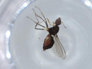  ( - BIOUG59031-G08)  @11 [ ] CreativeCommons - Attribution (2020) Centre for Biodiversity Genomics Centre for Biodiversity Genomics