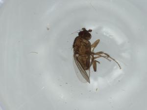  ( - BIOUG59042-F12)  @11 [ ] CreativeCommons - Attribution (2020) Centre for Biodiversity Genomics Centre for Biodiversity Genomics