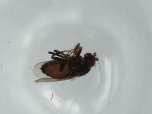  ( - BIOUG59046-H05)  @11 [ ] CreativeCommons - Attribution (2020) Centre for Biodiversity Genomics Centre for Biodiversity Genomics