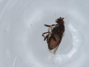  ( - BIOUG59048-G09)  @11 [ ] CreativeCommons - Attribution (2020) Centre for Biodiversity Genomics Centre for Biodiversity Genomics