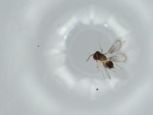  ( - BIOUG59061-C09)  @11 [ ] CreativeCommons - Attribution (2020) Centre for Biodiversity Genomics Centre for Biodiversity Genomics