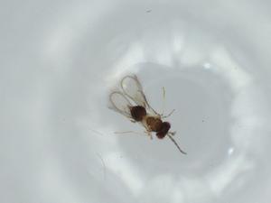  ( - BIOUG59061-F10)  @11 [ ] CreativeCommons - Attribution (2020) Centre for Biodiversity Genomics Centre for Biodiversity Genomics