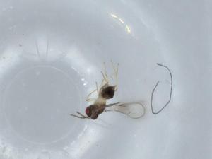  ( - BIOUG59062-B04)  @11 [ ] CreativeCommons - Attribution (2020) Centre for Biodiversity Genomics Centre for Biodiversity Genomics