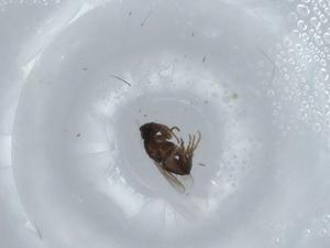  ( - BIOUG59067-C03)  @11 [ ] CreativeCommons - Attribution (2020) Centre for Biodiversity Genomics Centre for Biodiversity Genomics