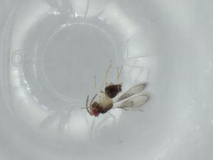  ( - BIOUG59075-A09)  @11 [ ] CreativeCommons - Attribution (2020) Centre for Biodiversity Genomics Centre for Biodiversity Genomics