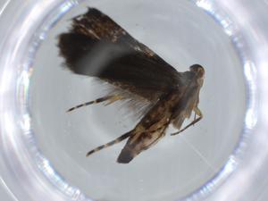  ( - BIOUG59079-C08)  @11 [ ] CreativeCommons - Attribution (2020) Centre for Biodiversity Genomics Centre for Biodiversity Genomics