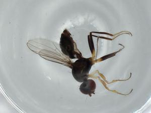  ( - BIOUG59093-H04)  @11 [ ] CreativeCommons - Attribution (2020) Centre for Biodiversity Genomics Centre for Biodiversity Genomics