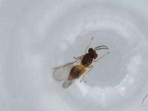  ( - BIOUG59096-F12)  @11 [ ] CreativeCommons - Attribution (2020) Centre for Biodiversity Genomics Centre for Biodiversity Genomics