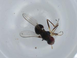  ( - BIOUG59610-H01)  @11 [ ] CreativeCommons - Attribution (2020) Centre for Biodiversity Genomics Centre for Biodiversity Genomics