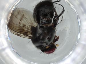  ( - BIOUG59619-B01)  @11 [ ] CreativeCommons - Attribution (2020) Centre for Biodiversity Genomics Centre for Biodiversity Genomics