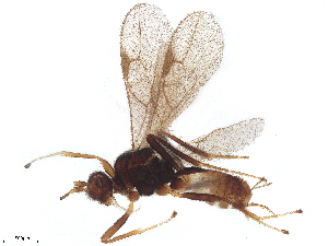  (Blacus Malaise8417 - BIOUG59628-E04)  @11 [ ] CreativeCommons - Attribution (2022) CBG Photography Group Centre for Biodiversity Genomics