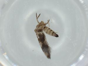  ( - BIOUG60411-D08)  @11 [ ] CreativeCommons - Attribution (2020) Centre for Biodiversity Genomics Centre for Biodiversity Genomics