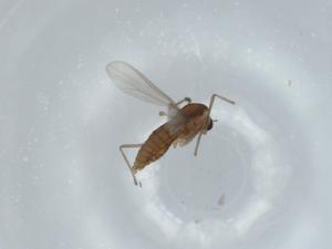  ( - BIOUG60432-F07)  @11 [ ] CreativeCommons - Attribution (2020) Centre for Biodiversity Genomics Centre for Biodiversity Genomics