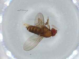  ( - BIOUG60436-C03)  @11 [ ] CreativeCommons - Attribution (2020) Centre for Biodiversity Genomics Centre for Biodiversity Genomics