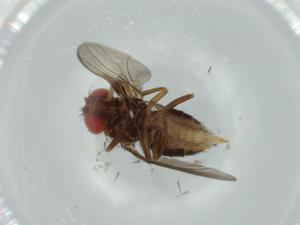  ( - BIOUG60442-F10)  @11 [ ] CreativeCommons - Attribution (2020) Centre for Biodiversity Genomics Centre for Biodiversity Genomics