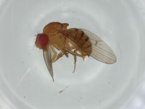  ( - BIOUG60603-F12)  @11 [ ] CreativeCommons - Attribution (2020) Centre for Biodiversity Genomics Centre for Biodiversity Genomics