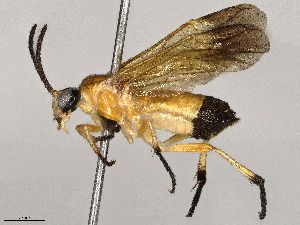  ( - BIOUG56974-D12)  @11 [ ] CreativeCommons - Attribution Share-Alike (2025) CBG Photography Group Centre for Biodiversity Genomics