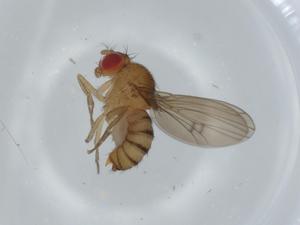  ( - BIOUG59593-G03)  @11 [ ] CreativeCommons - Attribution (2020) Centre for Biodiversity Genomics Centre for Biodiversity Genomics