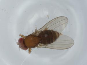  ( - BIOUG59593-H10)  @11 [ ] CreativeCommons - Attribution (2020) Centre for Biodiversity Genomics Centre for Biodiversity Genomics