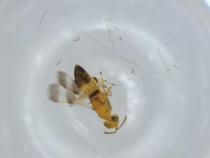  ( - BIOUG59599-E02)  @11 [ ] CreativeCommons - Attribution (2020) Centre for Biodiversity Genomics Centre for Biodiversity Genomics