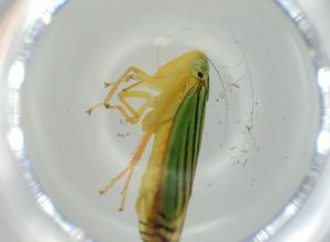  ( - BIOUG60016-B03)  @11 [ ] CreativeCommons - Attribution (2020) Centre for Biodiversity Genomics Centre for Biodiversity Genomics