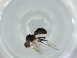  ( - BIOUG60026-E12)  @11 [ ] CreativeCommons - Attribution (2020) Centre for Biodiversity Genomics Centre for Biodiversity Genomics