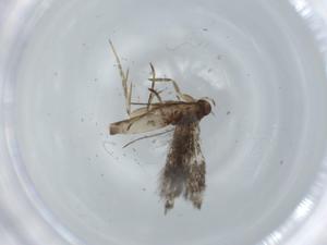  ( - BIOUG60036-H09)  @11 [ ] CreativeCommons - Attribution (2020) Centre for Biodiversity Genomics Centre for Biodiversity Genomics