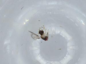  ( - BIOUG58794-E05)  @11 [ ] CreativeCommons - Attribution (2020) Centre for Biodiversity Genomics Centre for Biodiversity Genomics