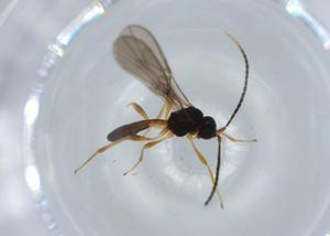  ( - BIOUG58799-E04)  @11 [ ] CreativeCommons - Attribution (2020) Centre for Biodiversity Genomics Centre for Biodiversity Genomics