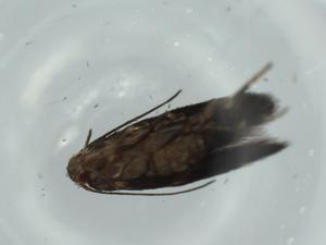  ( - BIOUG59679-B05)  @11 [ ] CreativeCommons - Attribution (2020) Centre for Biodiversity Genomics Centre for Biodiversity Genomics