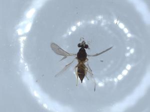  ( - BIOUG57124-E11)  @12 [ ] CreativeCommons - Attribution (2020) Centre for Biodiversity Genomics Centre for Biodiversity Genomics