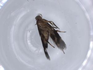  ( - BIOUG64152-A02)  @11 [ ] CreativeCommons - Attribution (2021) Centre for Biodiversity Genomics Centre for Biodiversity Genomics