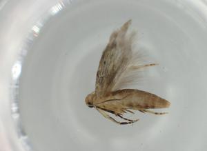  (gelMalaise01 Malaise4723 - BIOUG59830-A12)  @11 [ ] CreativeCommons - Attribution (2021) Centre for Biodiversity Genomics Centre for Biodiversity Genomics