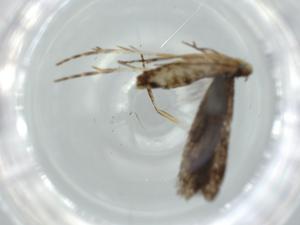  ( - BIOUG58587-B01)  @11 [ ] CreativeCommons - Attribution (2020) Centre for Biodiversity Genomics Centre for Biodiversity Genomics