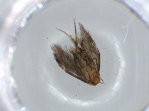  ( - BIOUG58958-B04)  @11 [ ] CreativeCommons - Attribution (2020) Centre for Biodiversity Genomics Centre for Biodiversity Genomics