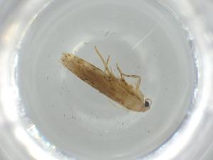  ( - BIOUG58974-B01)  @11 [ ] CreativeCommons - Attribution (2020) Centre for Biodiversity Genomics Centre for Biodiversity Genomics